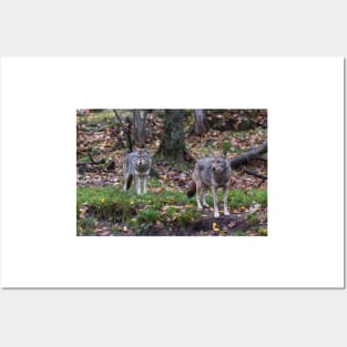 Pair of coyotes in a forest Posters and Art